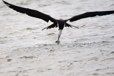 _MG_5717 Magnificent Frigatebird.jpg