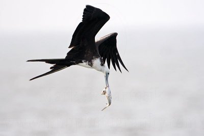 _MG_5723 Magnificent Frigatebird.jpg