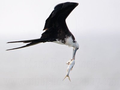_MG_5725 Magnificent Frigatebird.jpg