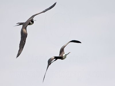 _MG_6879 Magnificent Frigatebird.jpg