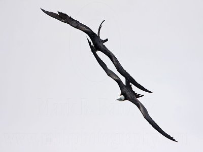 _MG_6894 Magnificent Frigatebird.jpg