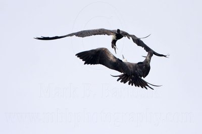 _MG_6907 Magnificent Frigatebird.jpg
