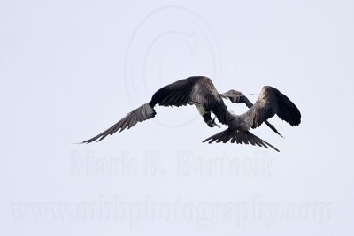 _MG_6909 Magnificent Frigatebird.jpg