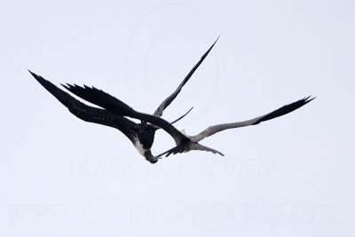 _MG_6910 Magnificent Frigatebird.jpg