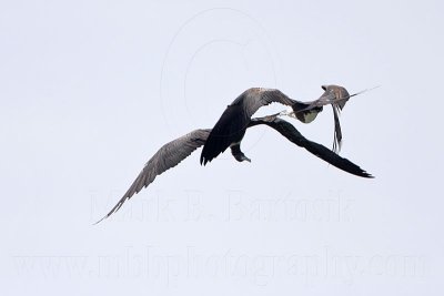 _MG_6911 Magnificent Frigatebird.jpg