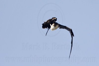 _MG_1120 Magnificent Frigatebird.jpg
