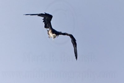 _MG_1189 Magnificent Frigatebird.jpg
