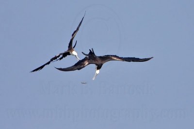 _MG_2565 Magnificent Frigatebird.jpg