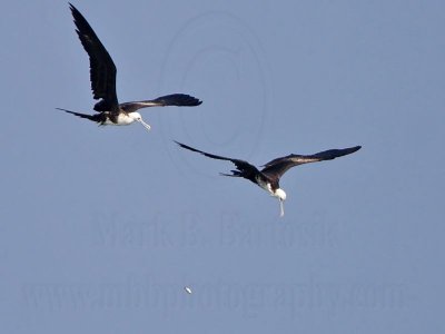 _MG_2566 Magnificent Frigatebird.jpg