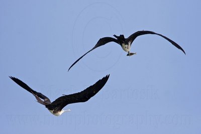 _MG_3337 Magnificent Frigatebird.jpg