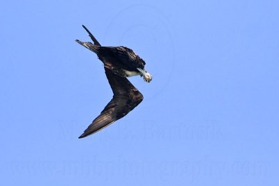 _MG_4156 Magnificent Frigatebird.jpg
