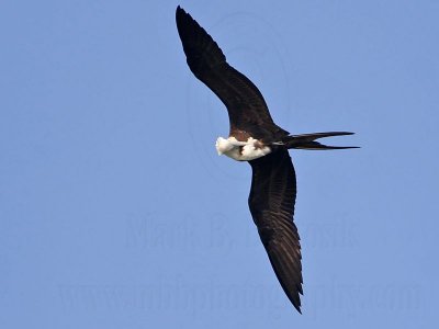 _MG_4602 Magnificent Frigatebird.jpg