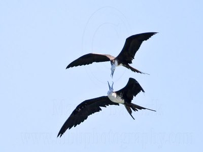 _MG_8786 Magnificent Frigatebird.jpg