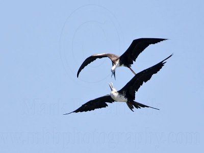 _MG_8787 Magnificent Frigatebird.jpg