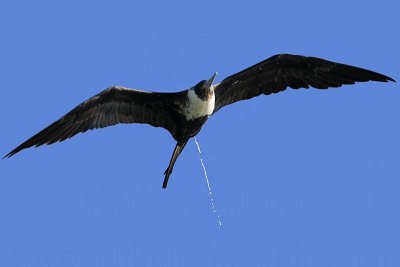 _MG_9747 Magnificent Frigatebird.jpg
