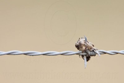 _MG_1686 Loggerhead Shrike - Food.jpg