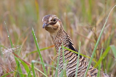 _MG_9502 Attwaters Prairie-Chicken.jpg