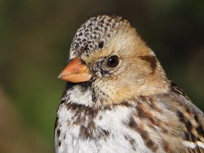 _MG_7080crop Harris's Sparrow.jpg