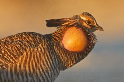 _MG_5593 Attwater's Prairie-Chicken.jpg