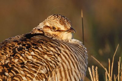 _MG_6182 Attwater's Prairie-Chicken.jpg