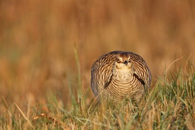 _MG_6292 Attwater's Prairie-Chicken.jpg