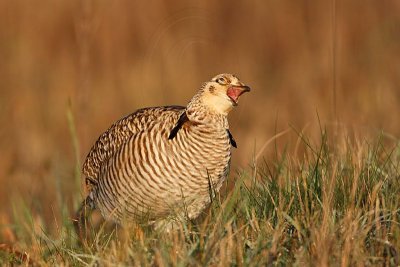 _MG_6302 Attwater's Prairie-Chicken.jpg