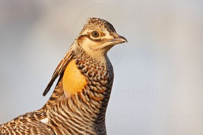 _MG_7353 Attwater's Prairie-Chicken.jpg