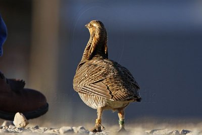 _MG_7424 Attwater's Prairie-Chicken.jpg