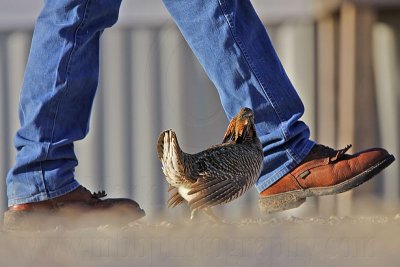 _MG_7474 Attwater's Prairie-Chicken.jpg