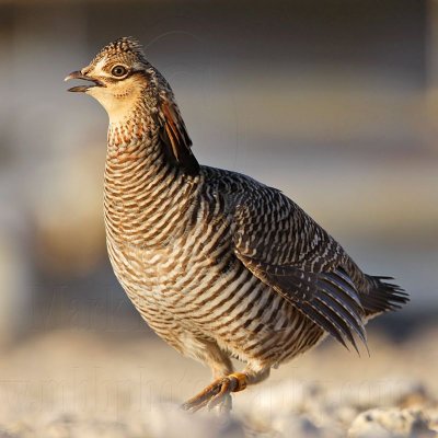 _MG_7555 Attwater's Prairie-Chicken.jpg