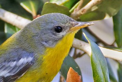 _MG_1210crop Tropical Parula.jpg