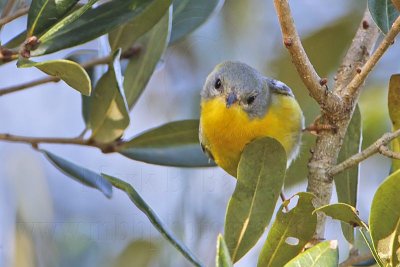 _MG_1256 Tropical Parula.jpg