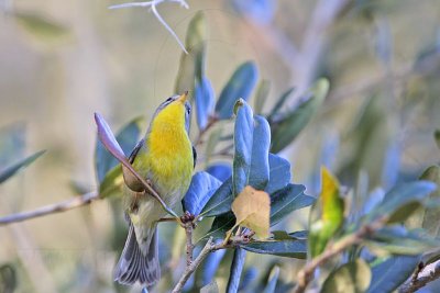 _MG_1828 Tropical Parula.jpg