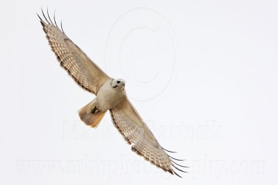 _MG_8653 Red-tailed Hawk.jpg