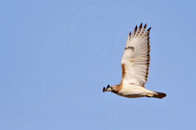 _MG_4822 Red-tailed Hawk.jpg