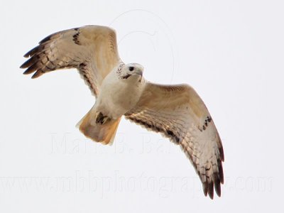 Red-tailed Hawk - Upper Texas Coast - January 10, 2009