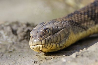 _MG_9267 Diamondback Water Snake.jpg