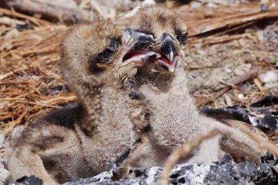 _MG_0133 Osprey.jpg