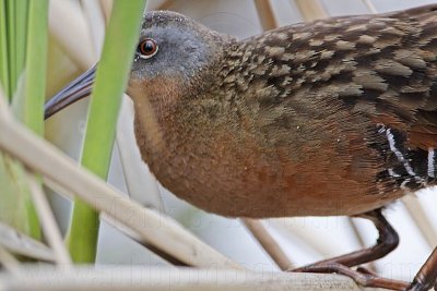 _MG_4914 Virginia Rail.jpg