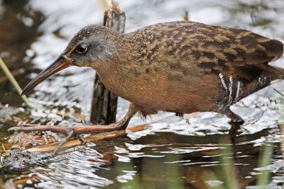 _MG_6110 Virginia Rail.jpg