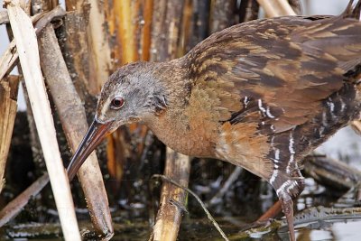 _MG_7702 Virginia Rail.jpg