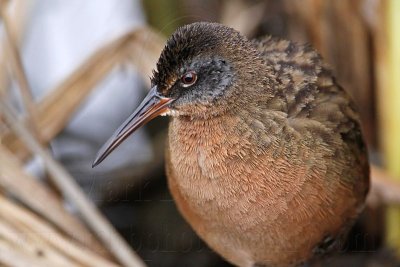 _MG_8868 Virginia Rail.jpg