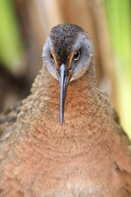 _MG_9223 Virginia Rail.jpg