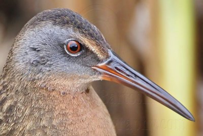 _MG_9263 Virginia Rail.jpg