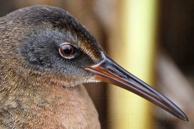 _MG_9293crop Virginia Rail.jpg