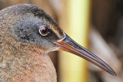 _MG_9321 Virginia Rail.jpg