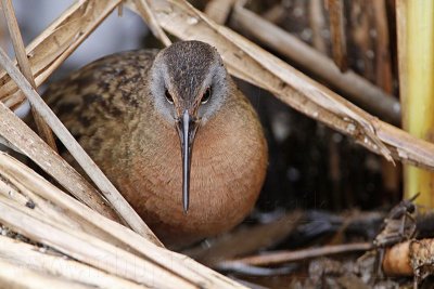 _MG_9332 Virginia Rail.jpg