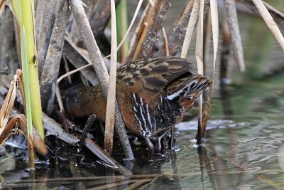 _MG_9354 Virginia Rail.jpg