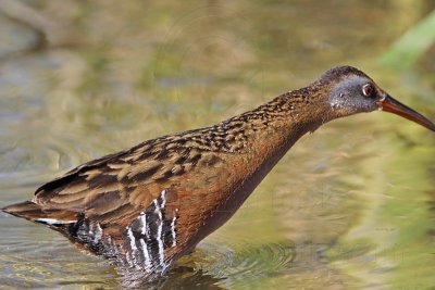 _MG_5771 Virginia Rail.jpg