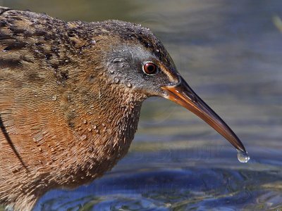 _MG_5867 Virginia Rail.jpg